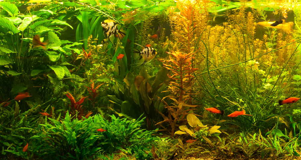 jungle style aquascape 1