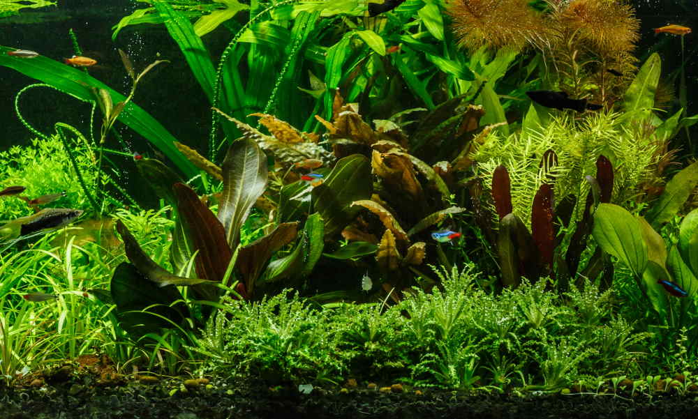 jungle style aquascape 2