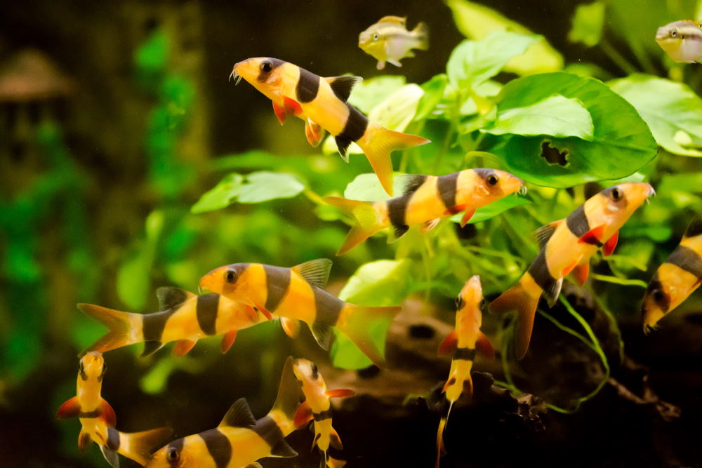 juvenile clown loaches in planted tank