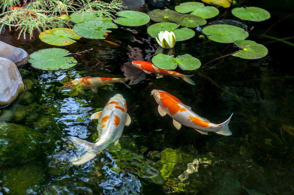 koi in outdoor pond