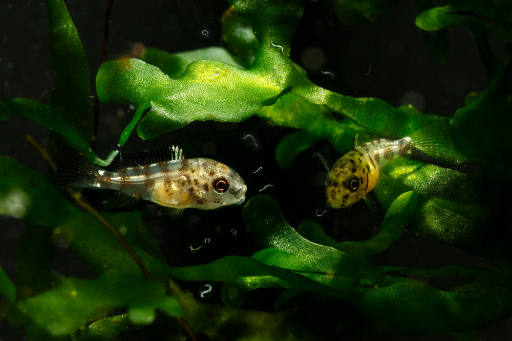 kribensis fry eating microworms