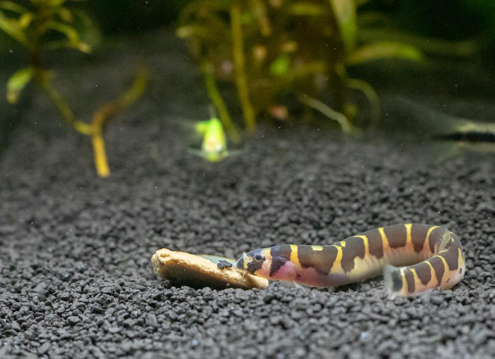 kuhli loach