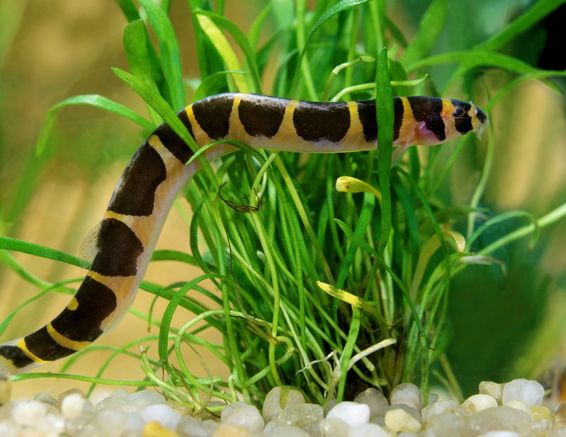 kuhli loach in planted tank