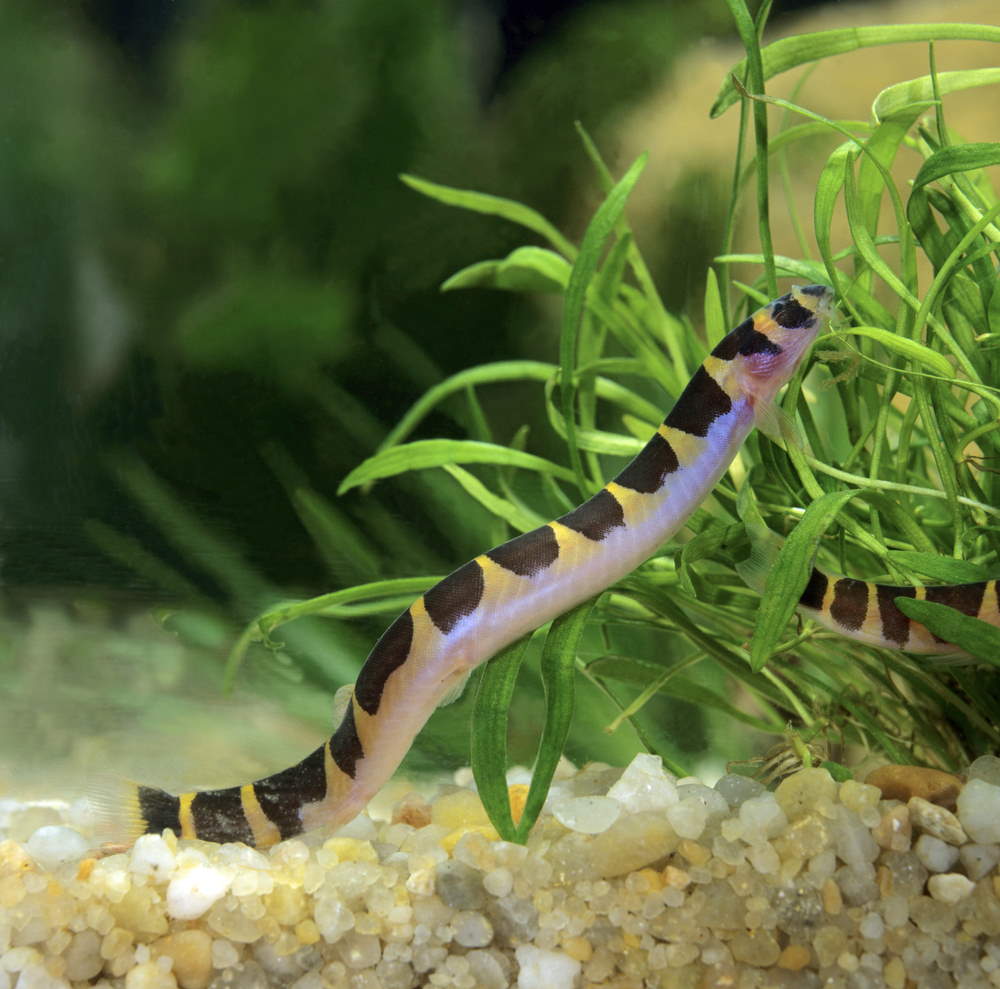 kuhli loaches in planted tank