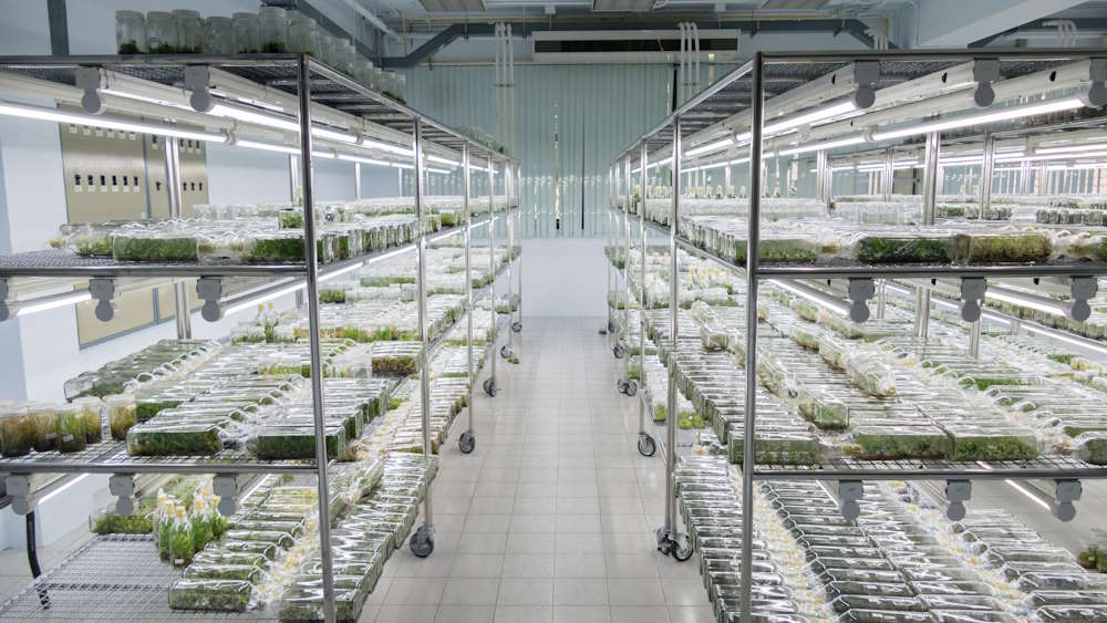 laboratory of tissue culture plants