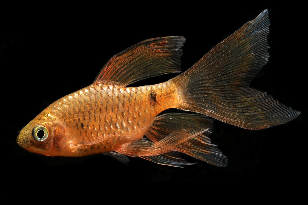 long fin rosy barb