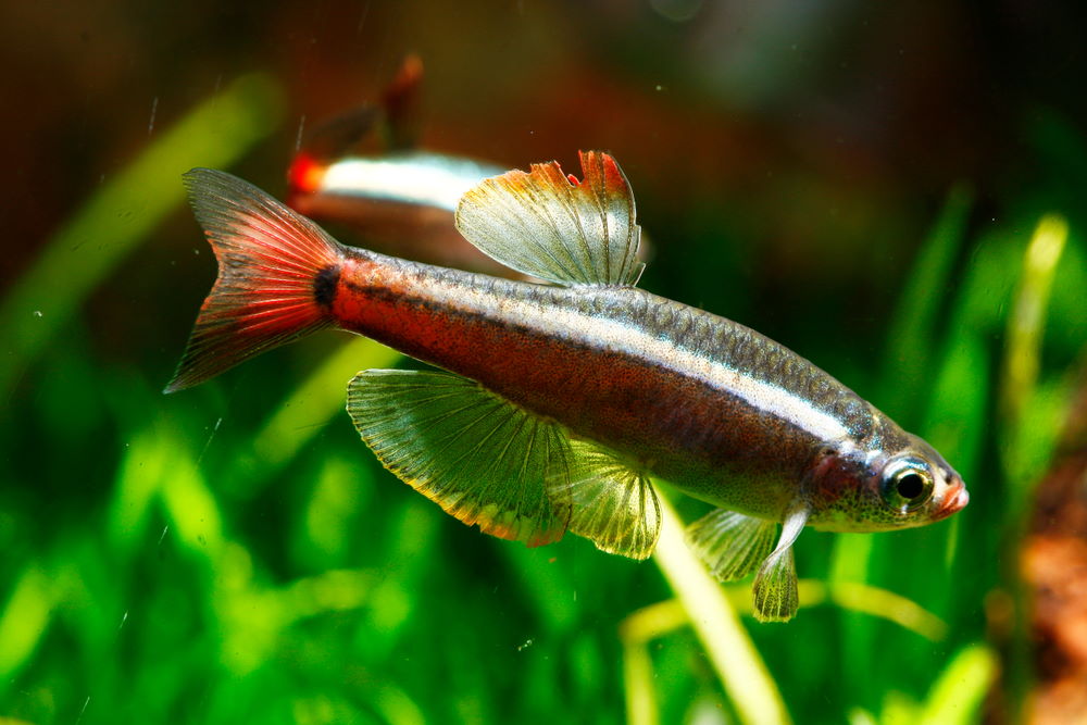 Long fin white cloud mountain minnow in a planted aquarium