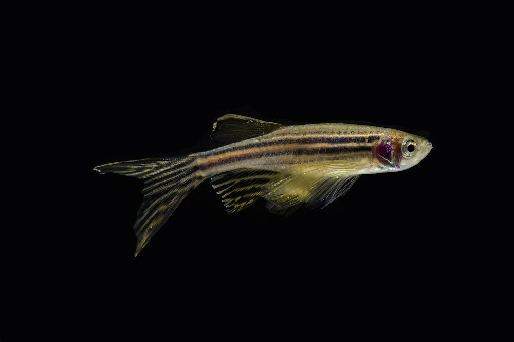 long fin zebra danio