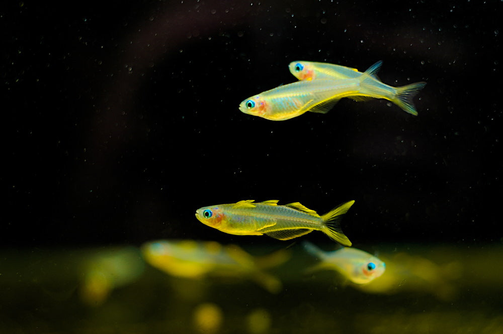 male and female furcata rainbowfish