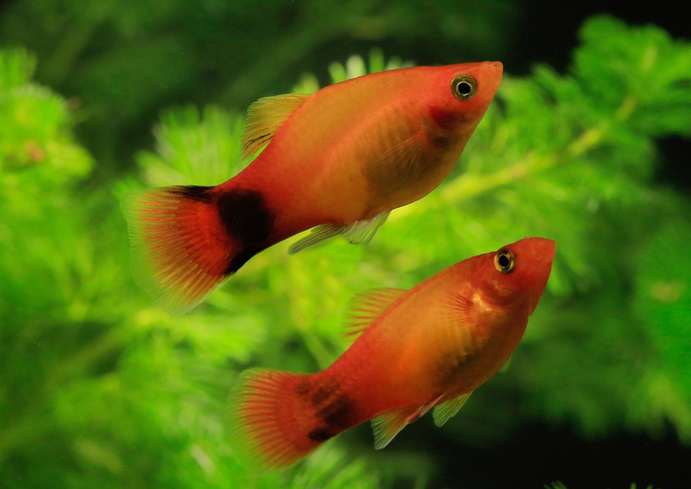 Care Guide for Platy Fish – Feeding, Breeding, and Tank Mates – Aquarium  Co-Op