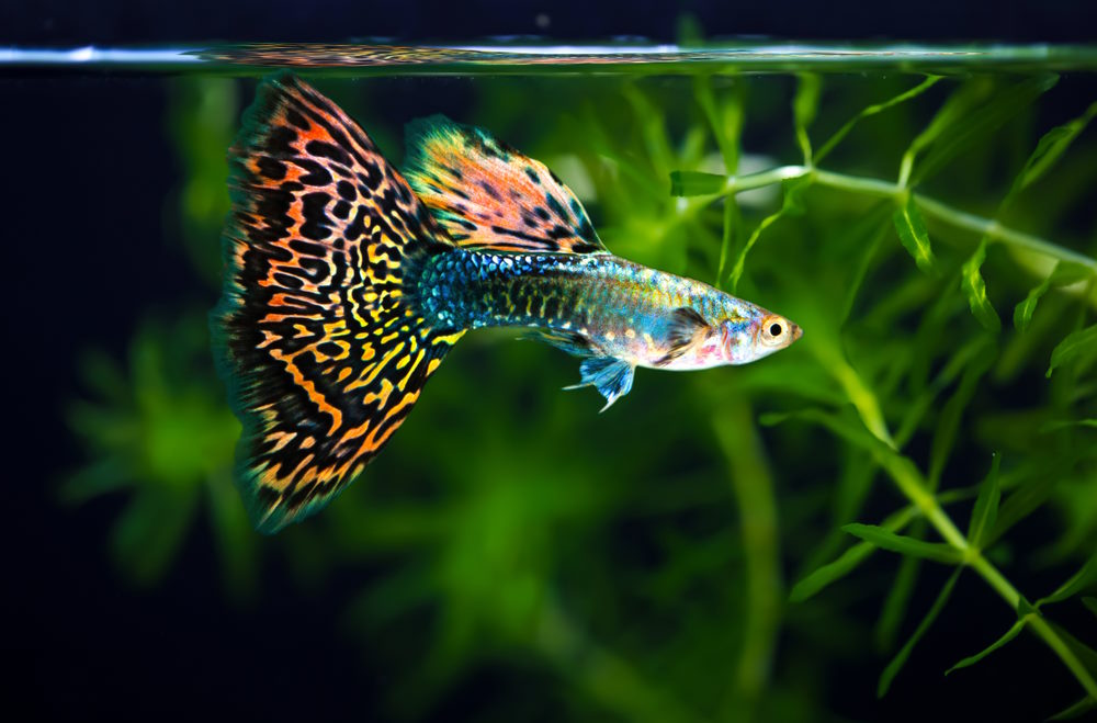 aquarium freshwater types fish ofbeginner