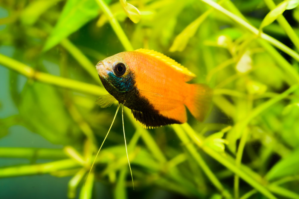 male honey gourami with blue-black throat