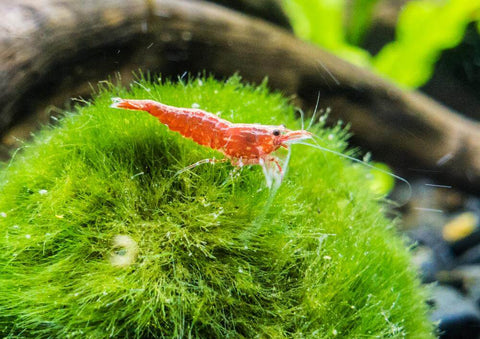 Marimo Moss Balls - So Cute!!!, Care Guide