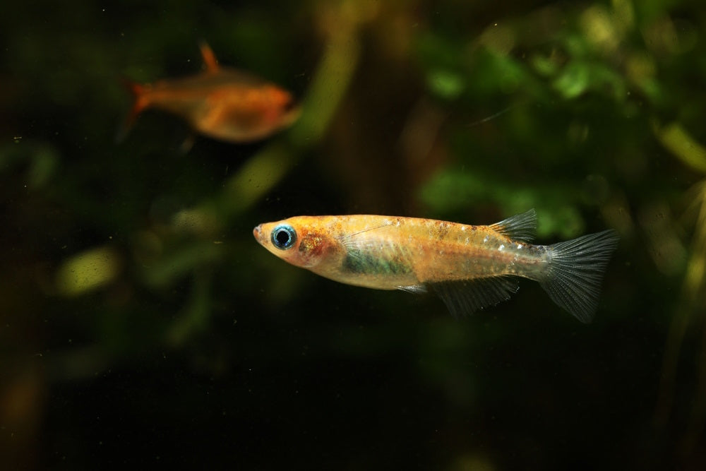 Medaka rice fish living in planted community tank