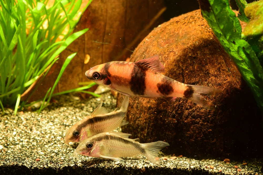melon barb with two skunk corys