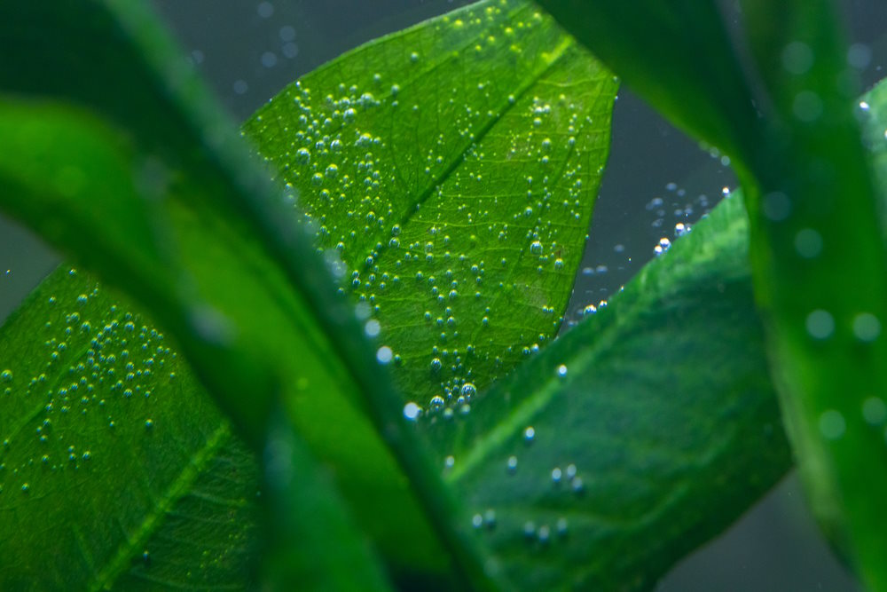 micro bubbles on plant leaves