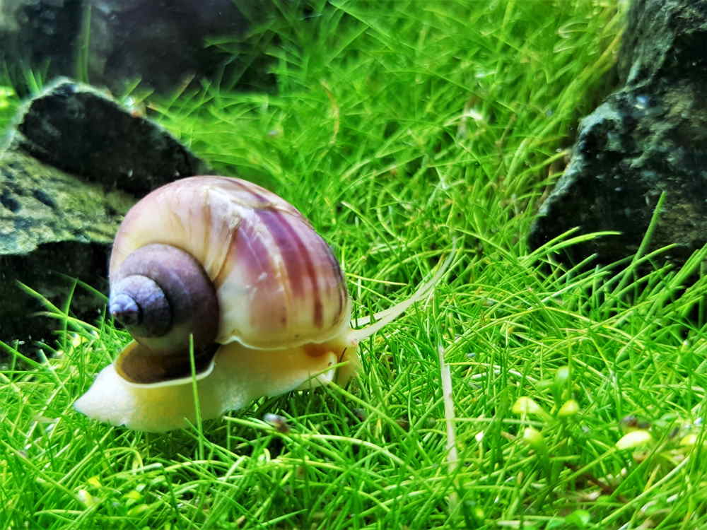 mystery snail in planted tank