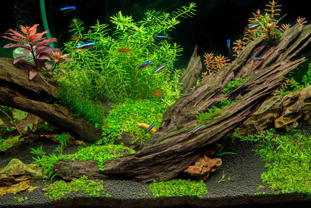 Great Iwagumi layout, the black - Aquarium Gardens