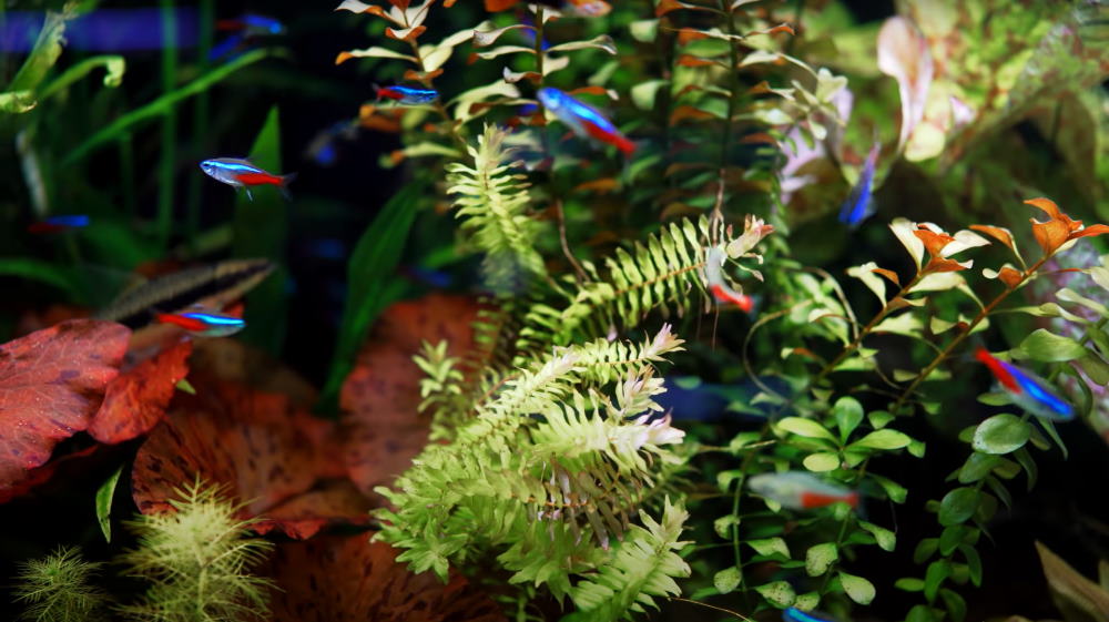 5 Best Fish Tank Ideas for a 20-Gallon Aquarium