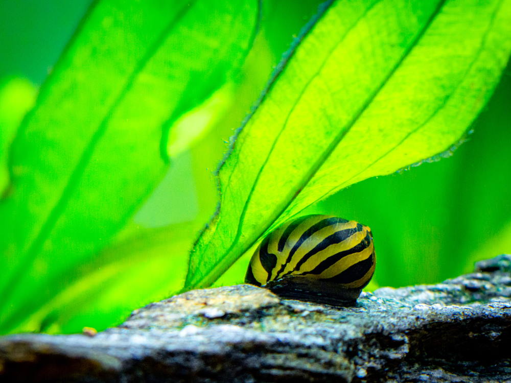 nerite snail