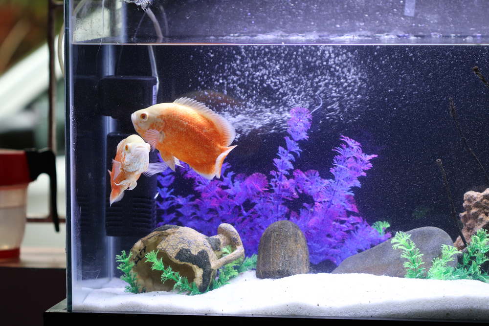 oscar fish in aquarium