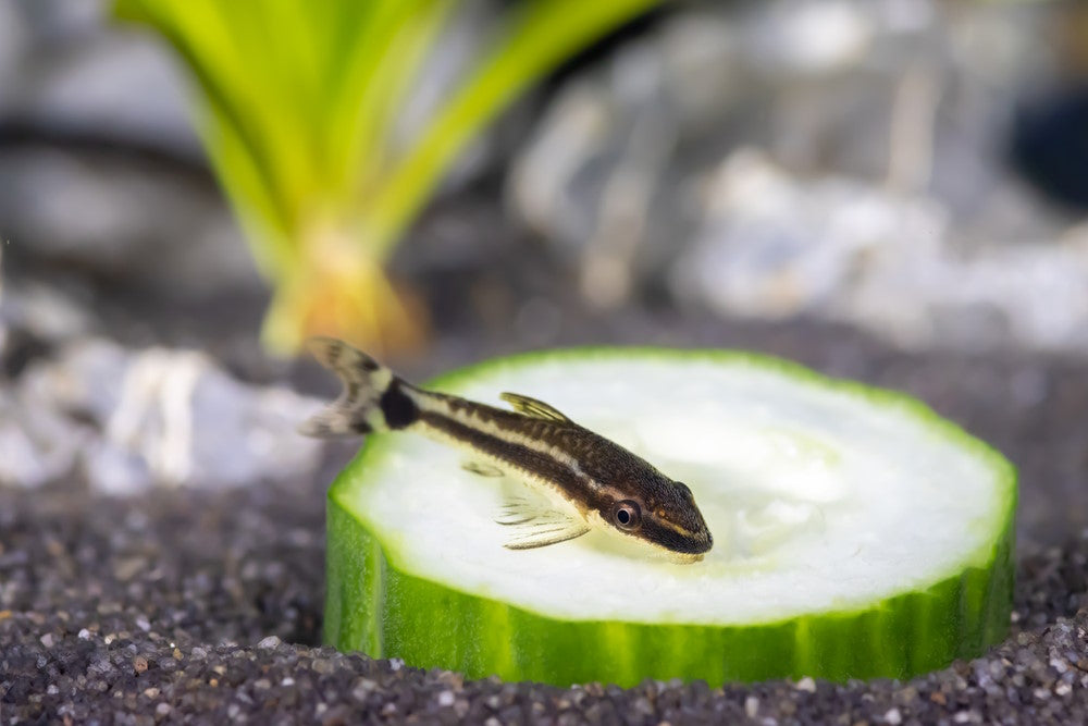 otocinclus eating zucchini