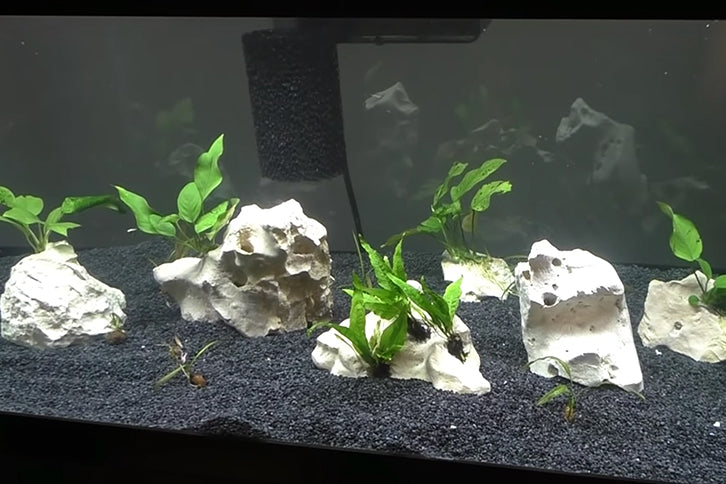 How To Plant Anubias Or Java Fern On Rocks And Driftwood – Aquarium Co-Op