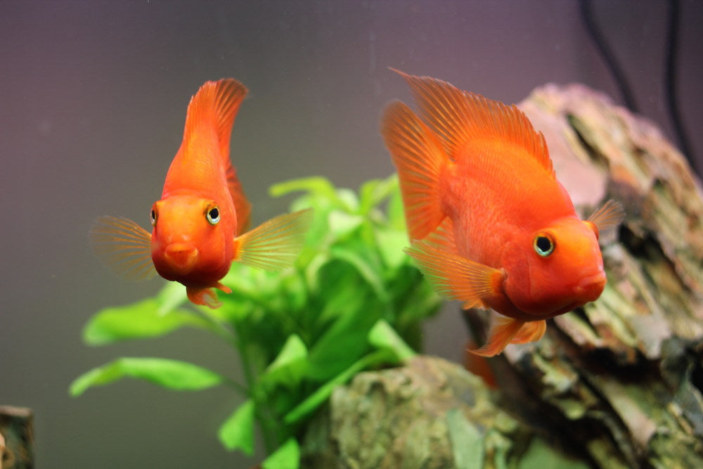 pair of blood red parrot cichlids