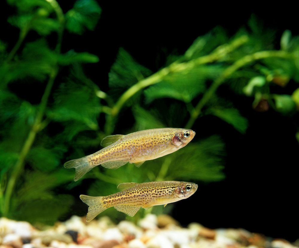 pair of leopard danios