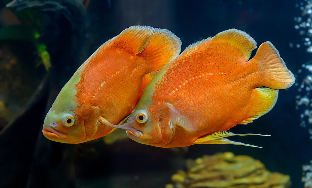 pair of red oscar fish
