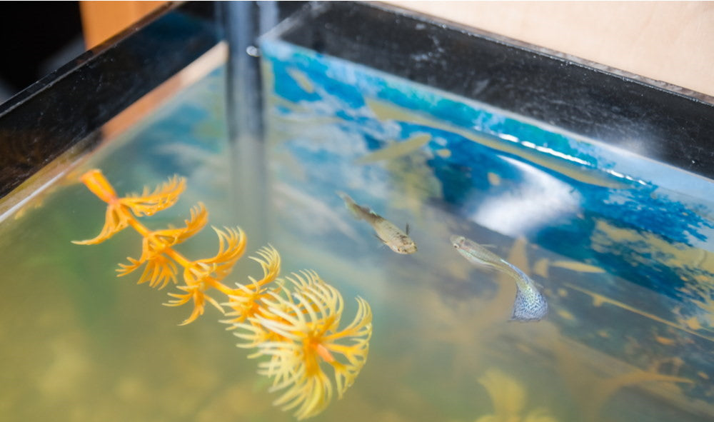 How To Clear Up Cloudy Fish Tank Water With 5 Easy Methods – Aquarium Co-Op