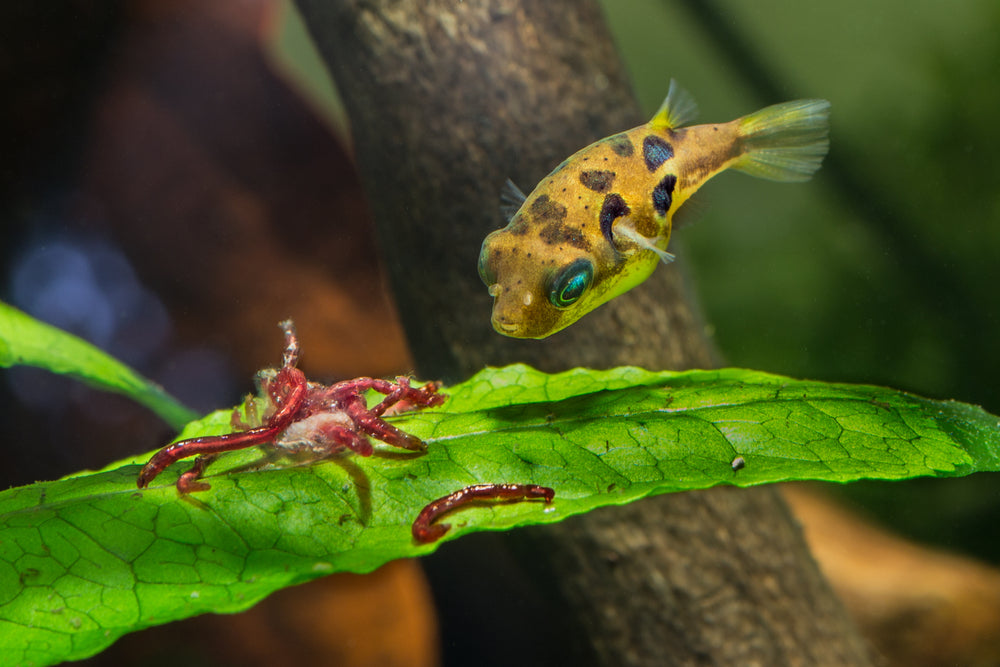 pea puffer eating bloodworms