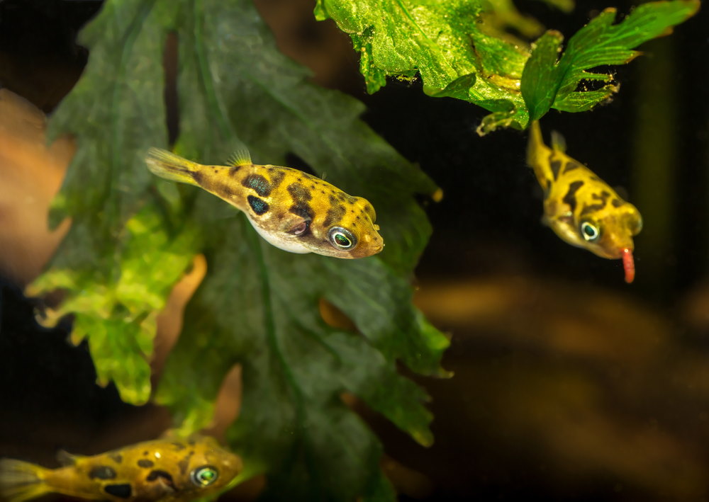 Pea or dwarf puffers