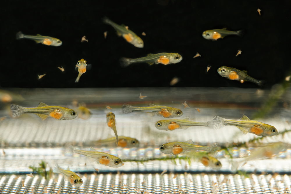 peacock gudgeon fry eating baby brine shrimp