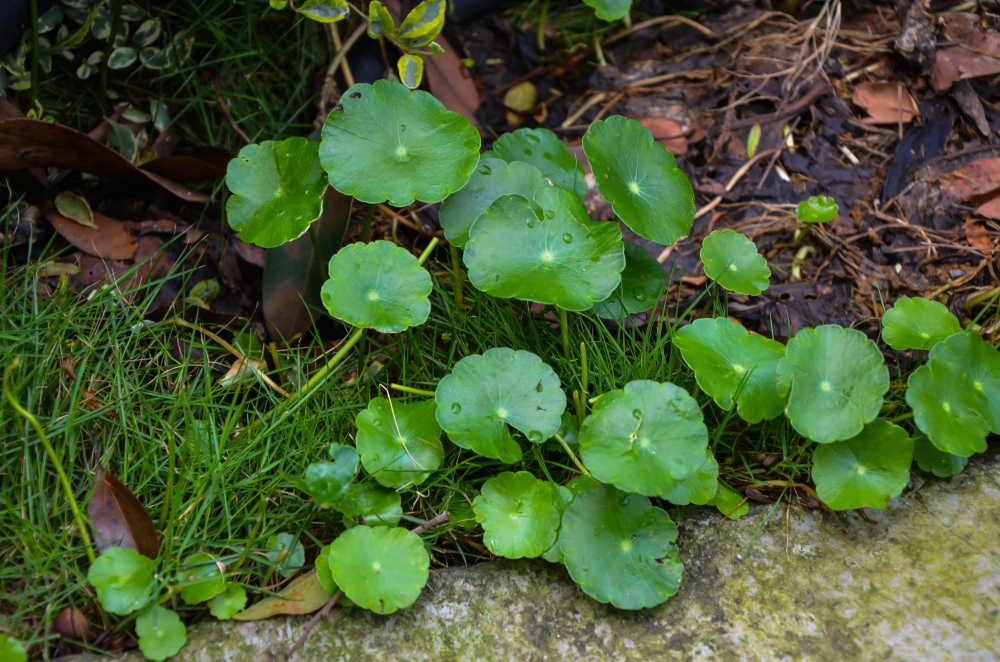 pennywort