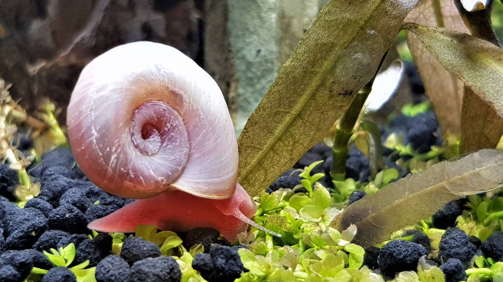 pink ramshorn snail