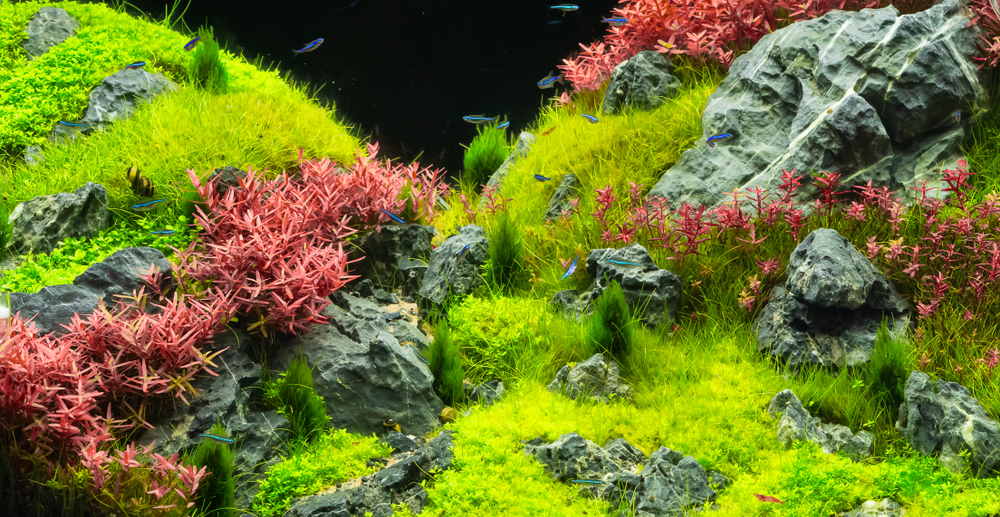 planted aquarium aquascape