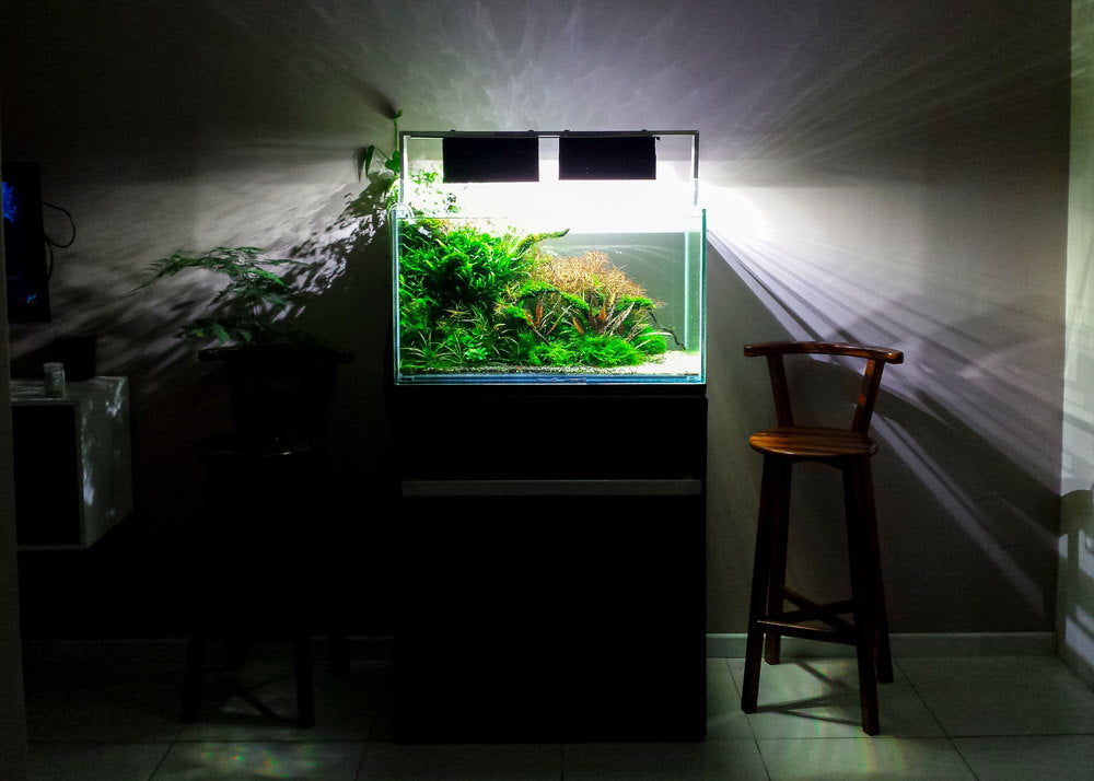planted aquarium on a stand