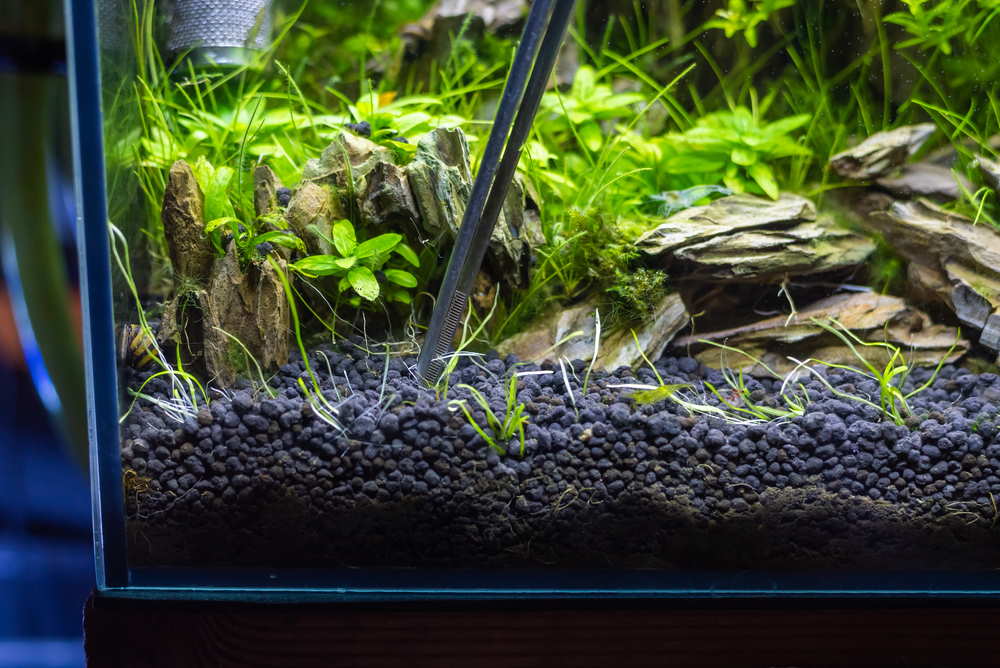 planting hair grass into planted aquarium substrate