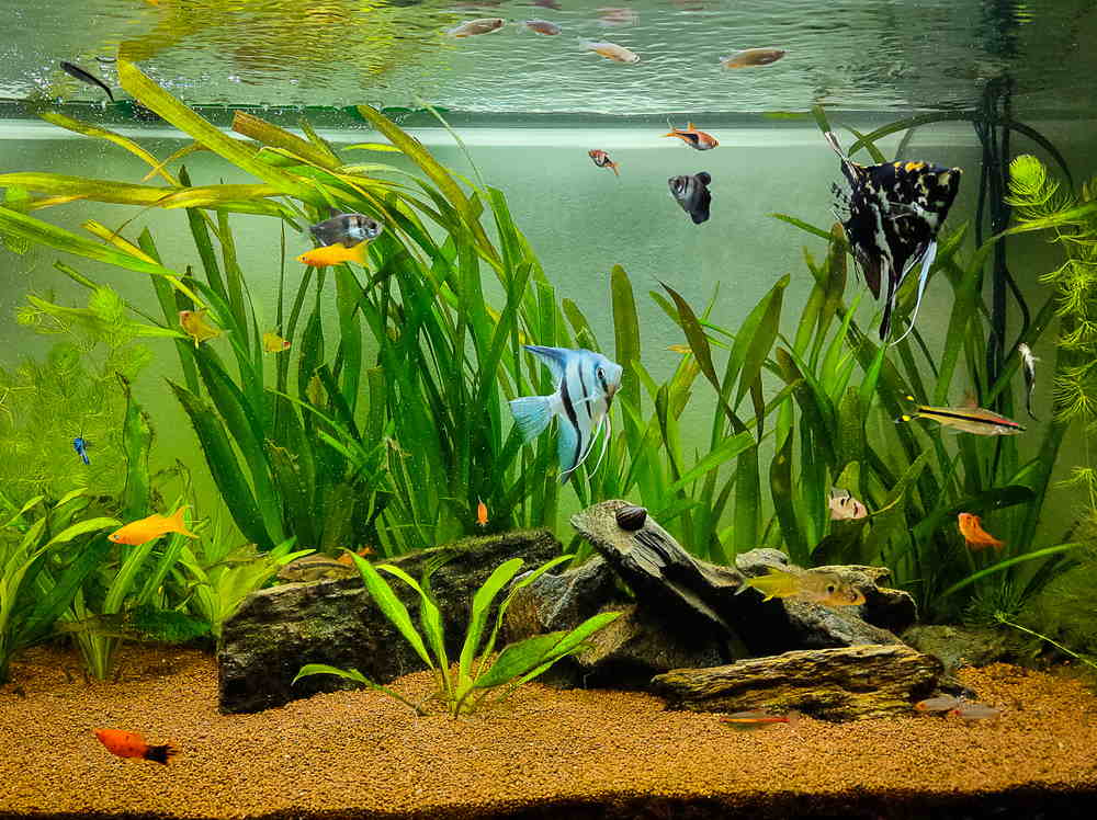 planted aquarium with vallisneria