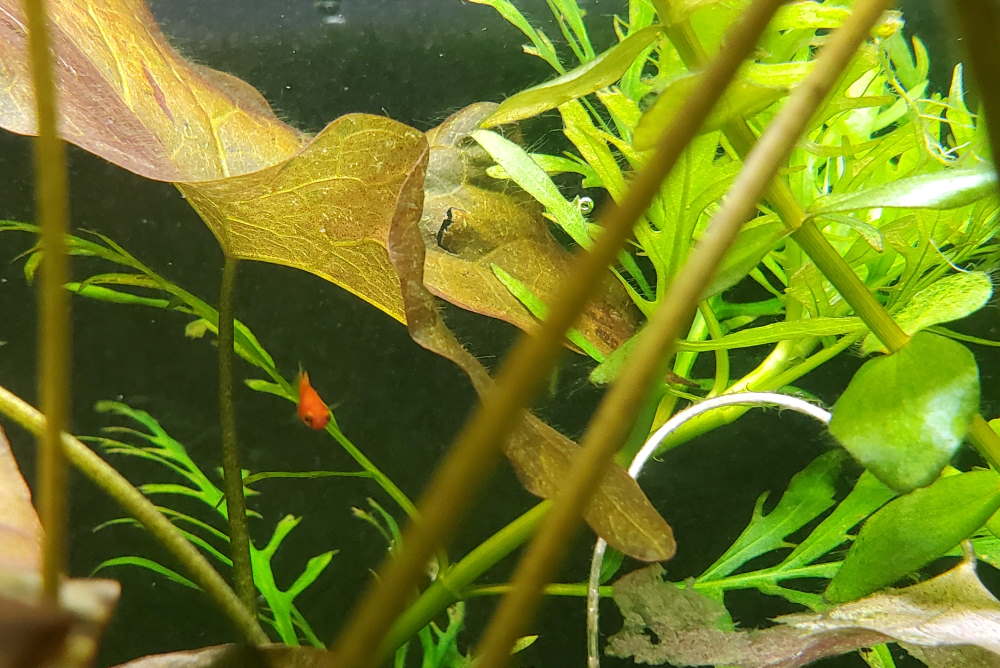 platy fry in planted aquarium