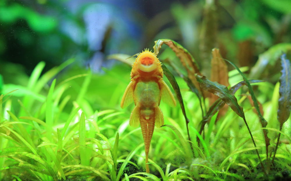 pleco in planted aquarium