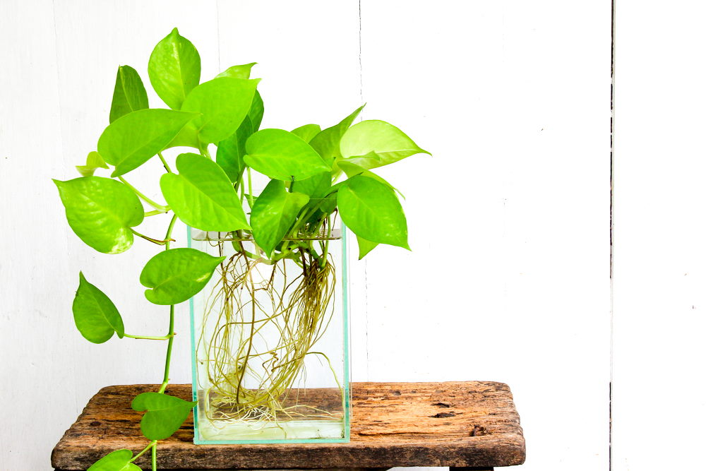 pothos plant in rectangle glass vase