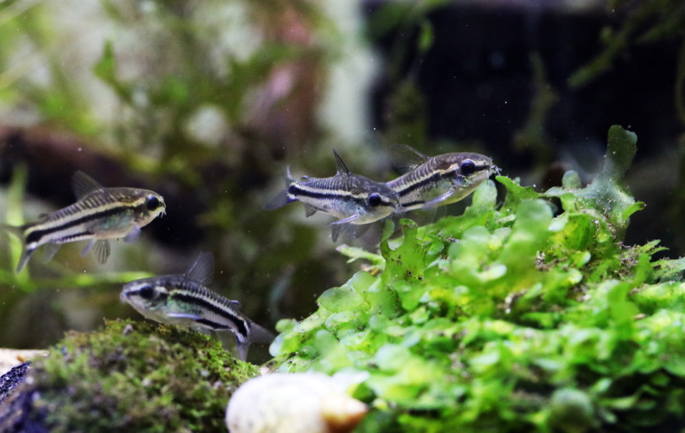 pygmy corydoras