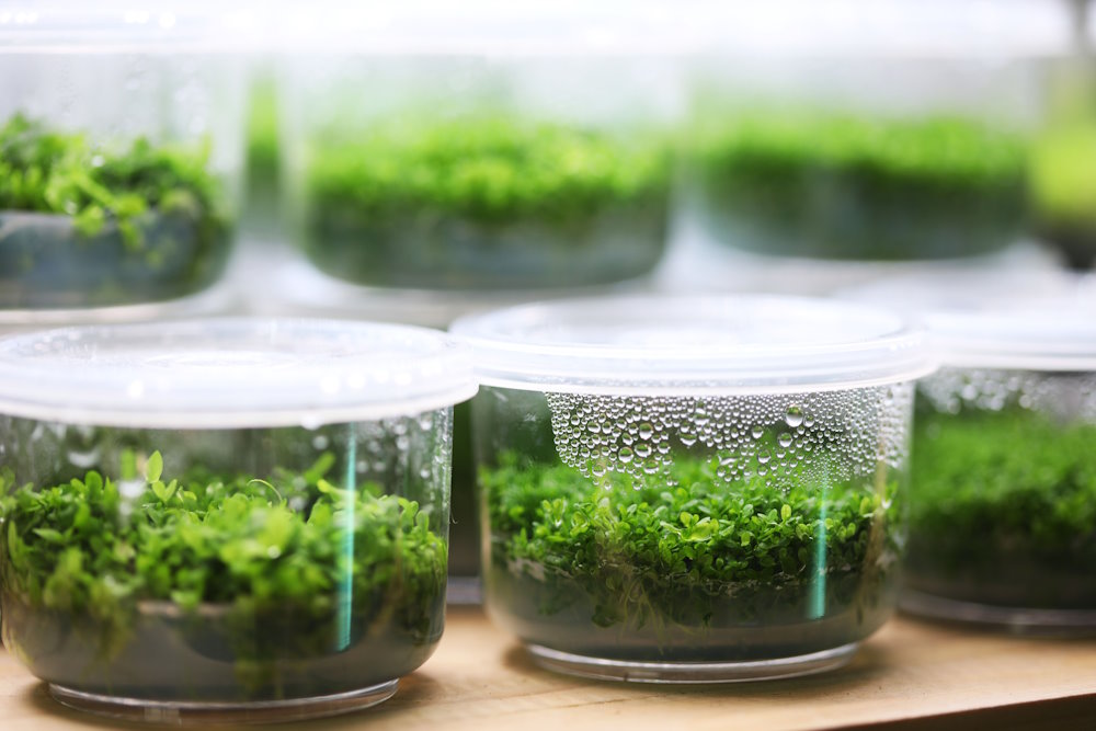 racks of tissue culture plants