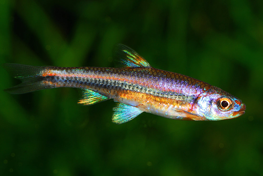 rainbow shiner