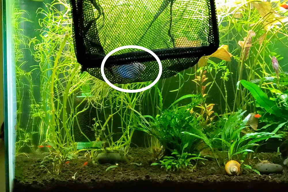 How to Catch Aquarium Fish Like a Professional