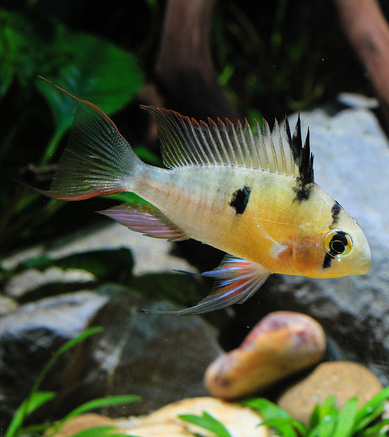 centerpiece freshwater fish