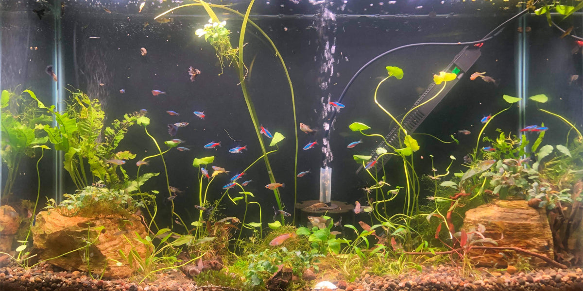 Candi Overhuls' Tank