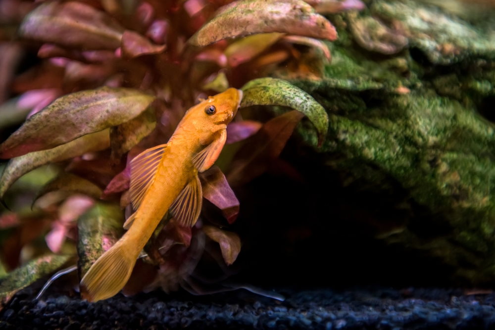 red bristlenose pleco